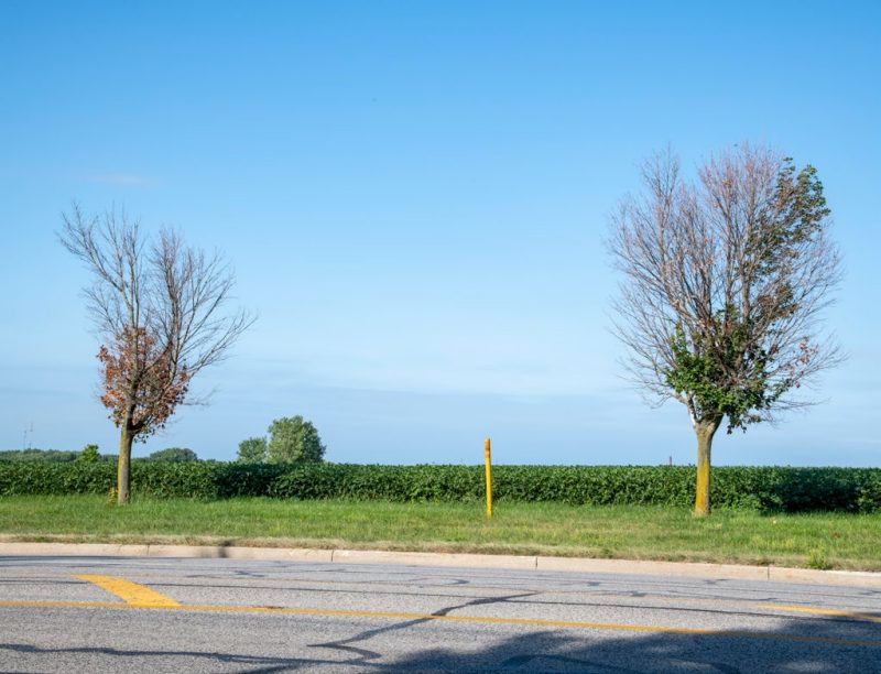  two maples planted alongside a street with a bright blue sky in the background