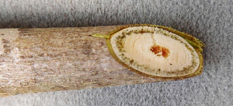 a close-up showing mostly cream-colored tissue with a greenish ring