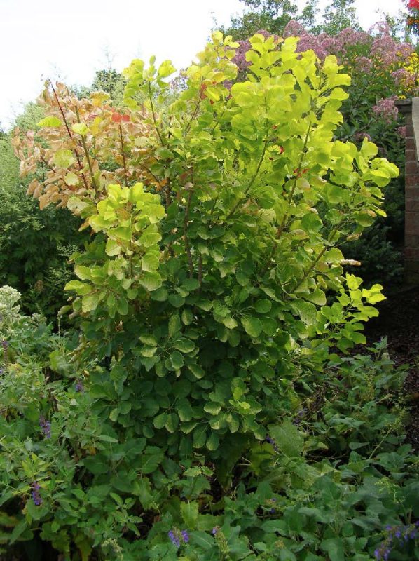 A Verticillium-wilt diseased smoke tree showing browning, wilting leaves on several branches.