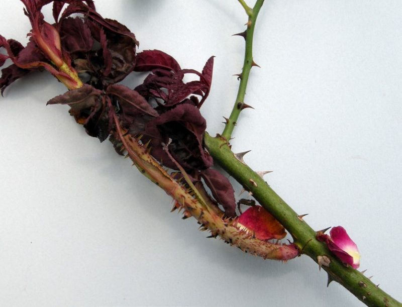 Figure 4. Excessive thorniness on swollen stem. (Photo by M.A. Hansen, Virginia Tech)
