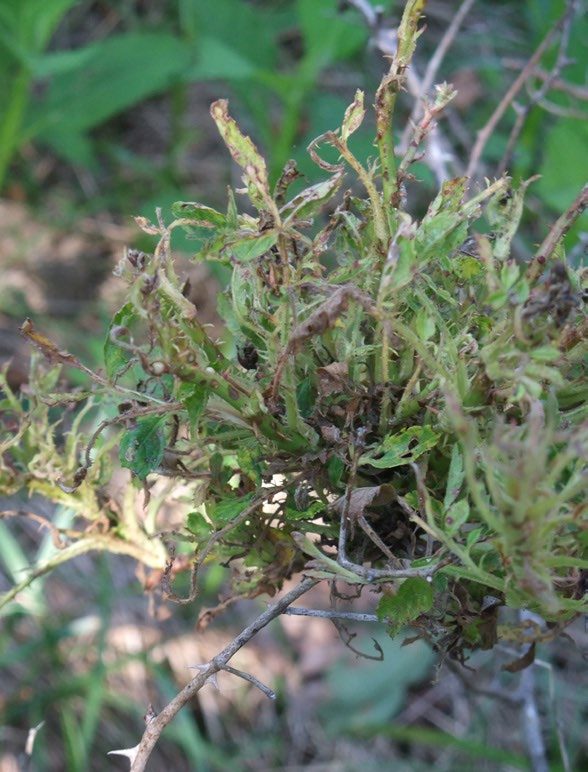 Figure 2. Clustering of small branches (witches’ broom). (Photo by M. A. Hansen, Virginia Tech)