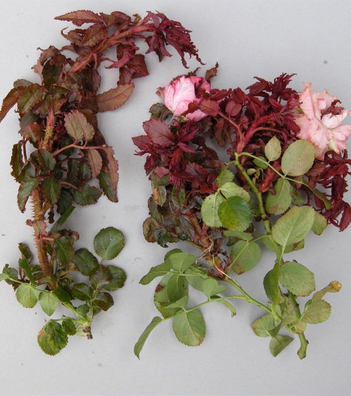 Figure 1. Leaf reddening and distortion (Photo by M.A. Hansen, Virginia Tech)