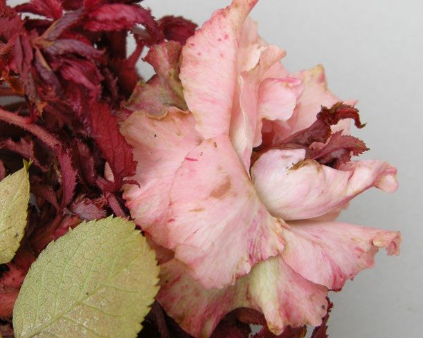 Figure 5. Deformed flowers. (Photo by M.A. Hansen, Virginia Tech)