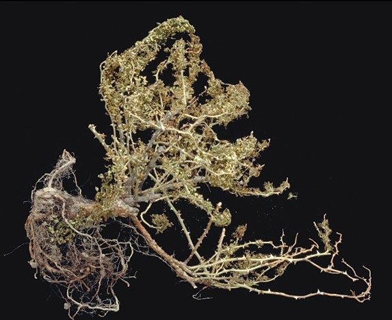 Figure 6. Glyphosate injury on new growth in spring. (Photo by M. A. Hansen, Virginia Tech)