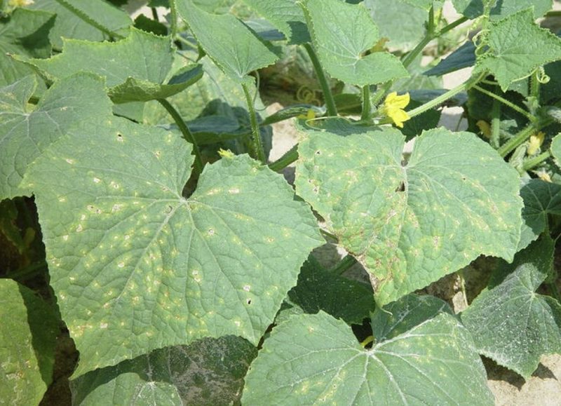 Many large green leaves with yellow splotches.