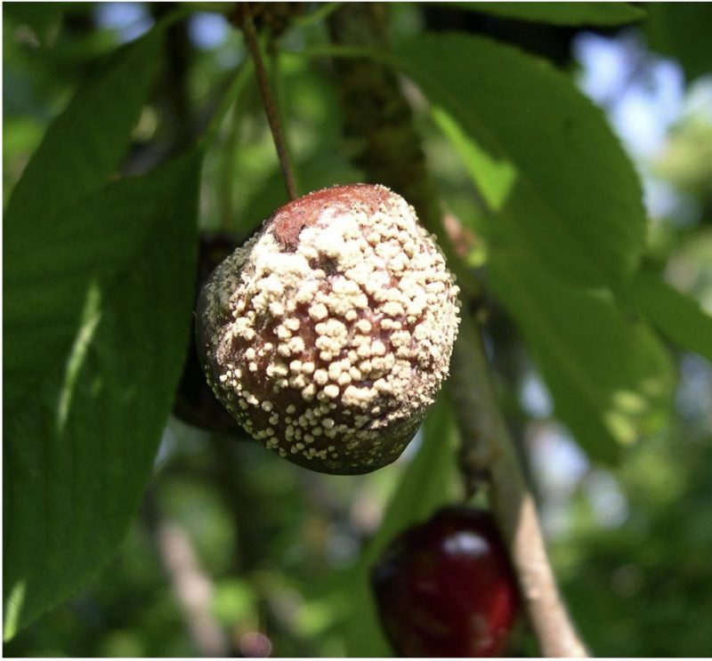 A cherry with white splotches hanging amongst green leaves with a red cherry in the background.