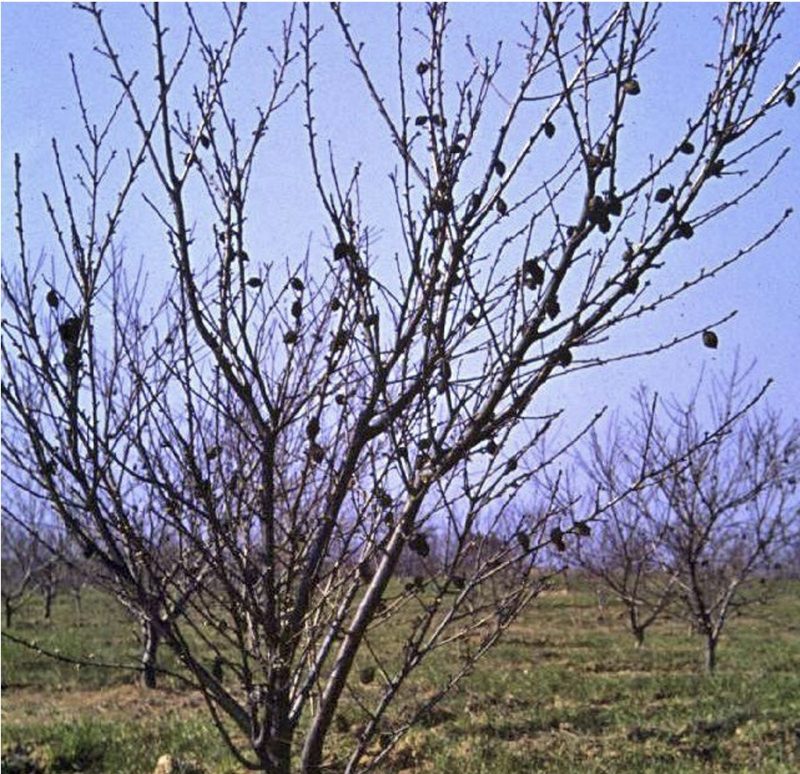 A tree that has branches with black blobs hanging from some branches in a green in a grouping of trees against a blue sky.