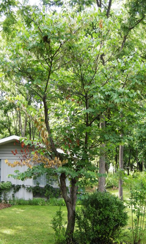 Symptoms of Botryosphaeria dieback on rhododendron and redbud.