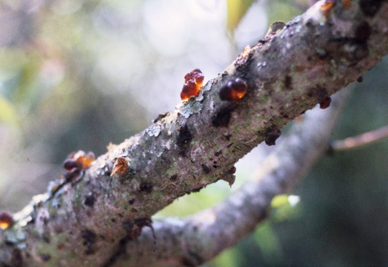 Gum exudation (gummosis) on a Botryosphaeria-diseased peach branch.