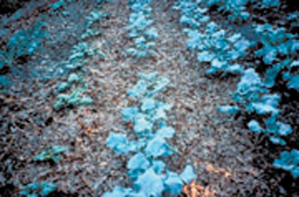 Vegetables lined up on the ground with compost