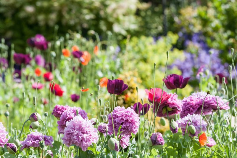 Pink and red wildflowers growing lushly amongst greenery.