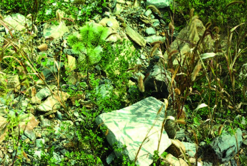 Figure 10. Example of noncompetitive, tree-compatible groundcover.