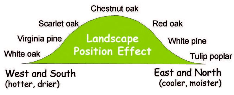 Tree species recommended for different positions.