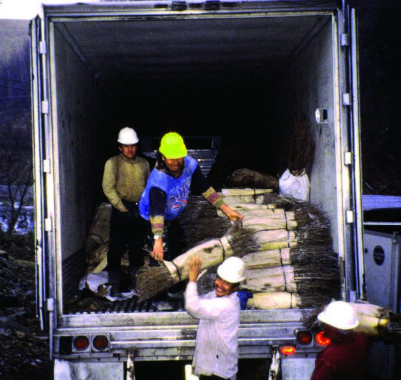Several men wearing hard hats unloading seedling bundles from the back of a box truck.