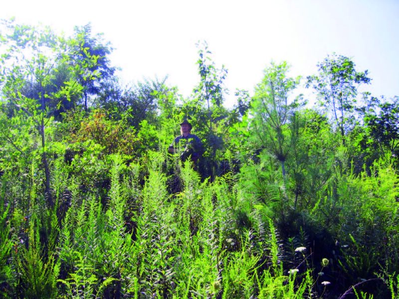 Figure 19. A mine site reclaimed using the guidelines in this publication at age 7. As the native trees pictured in this photo grow and mature, the vegetation will become more like the native forests that occupy most of the unmined landscape in the coalfield region, and the area will become less visible as a former coal mine.