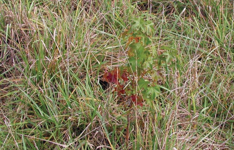 A grass-dominated groundcover that is typical of conventional grassland reclamation three years after planting. The site is fully covered, but the tree pictured is growing at less than half its potential and is exposed to predation.