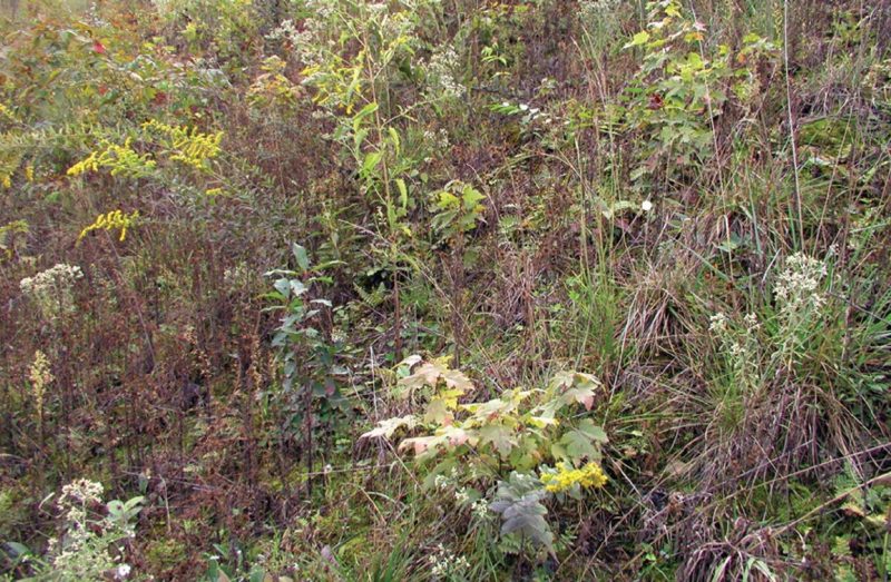 A tree-compatible groundcover, also three years after planting. The site is also fully covered, but at least half the cover is made up of native plants, including trees that seeded in via wind and wildlife. Trees are growing faster because the cover is less competitive. In and among the native plants, trees are less exposed to predation.