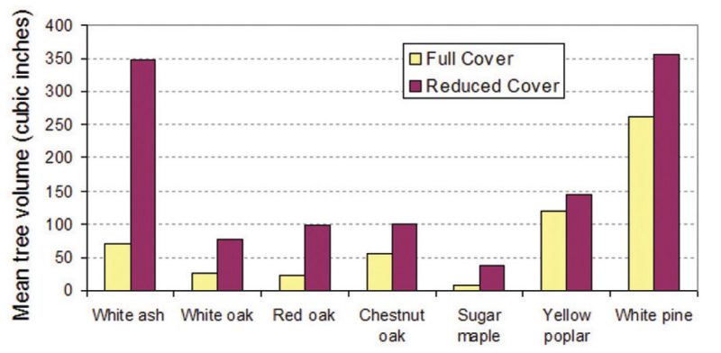 Effect of reduced groundcover on tree volume after five years.
