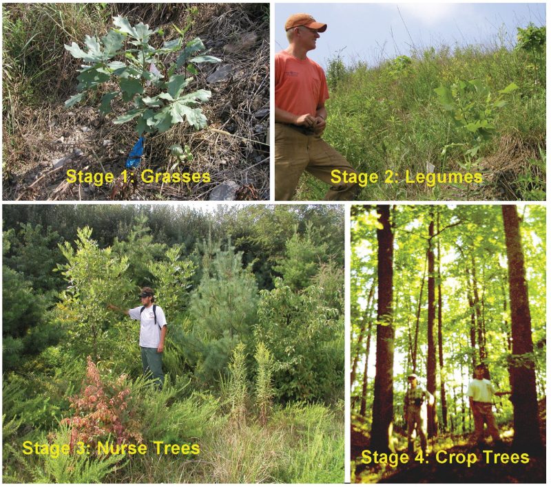 Photographic examples of the four vegetative cover stages.