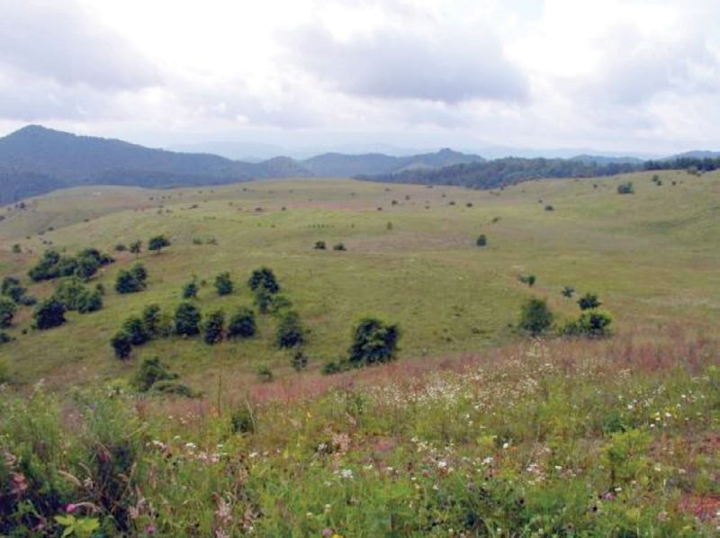 Figures 1a – 1c. Vegetation on unused post-SMCRA mine sites. Depending on reclamation method, site age, and soil conditions, vegetation may be predominantly herbaceous (a, upper left); predominantly low-value woody vegetation with invasive species (b, upper right); or mixed woody and herbaceous (c, lower left). In nearly all cases, the herbaceous and woody vegetation is dense and competitive. Successful reforestation will require that this vegetation be controlled or eliminated.