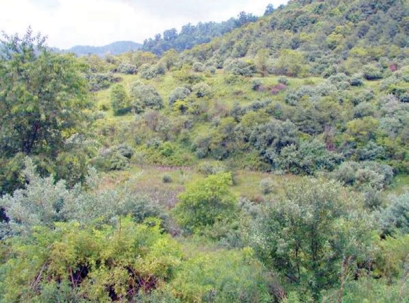 Figures 1a – 1c. Vegetation on unused post-SMCRA mine sites. Depending on reclamation method, site age, and soil conditions, vegetation may be predominantly herbaceous (a, upper left); predominantly low-value woody vegetation with invasive species (b, upper right); or mixed woody and herbaceous (c, lower left). In nearly all cases, the herbaceous and woody vegetation is dense and competitive. Successful reforestation will require that this vegetation be controlled or eliminated.