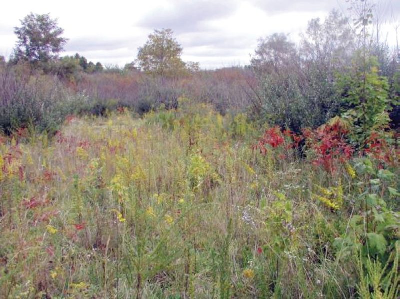 Figures 1a – 1c. Vegetation on unused post-SMCRA mine sites. Depending on reclamation method, site age, and soil conditions, vegetation may be predominantly herbaceous (a, upper left); predominantly low-value woody vegetation with invasive species (b, upper right); or mixed woody and herbaceous (c, lower left). In nearly all cases, the herbaceous and woody vegetation is dense and competitive. Successful reforestation will require that this vegetation be controlled or eliminated.