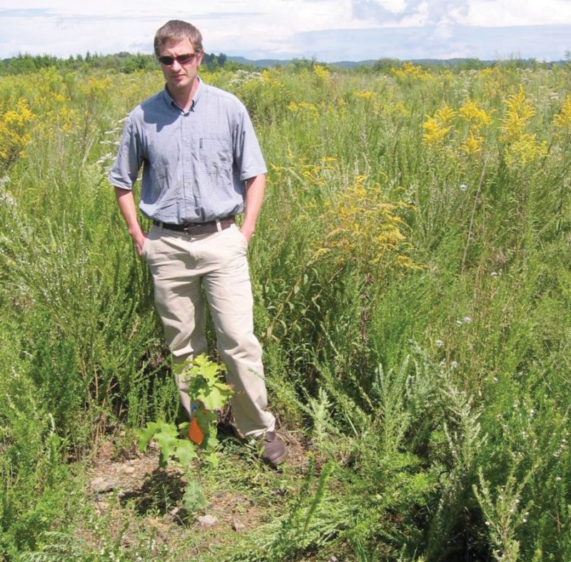 Figure 11. A young oak seedling growing on a post-SMCRA mine site that was prepared for reforestation using deep tillage. The soil loosening operation made the site more favorable for herbaceous vegetation, as well as for trees. Surrounding vegetation, mostly sericea lespedeza, is taller than the seedling; an opening for the seedling has been maintained with herbicide. When the seedling becomes taller than the surrounding vegetation, herbicide applications will no longer be needed.