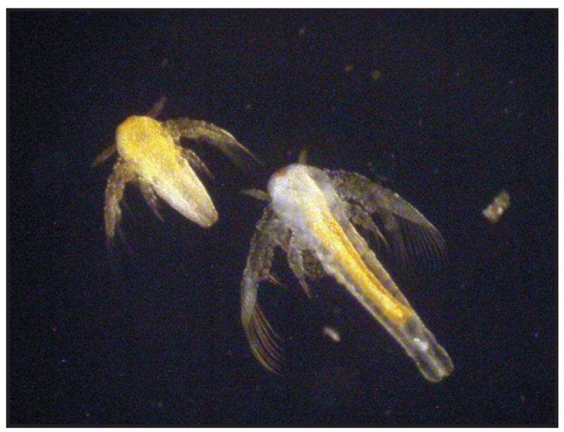 Artemia.