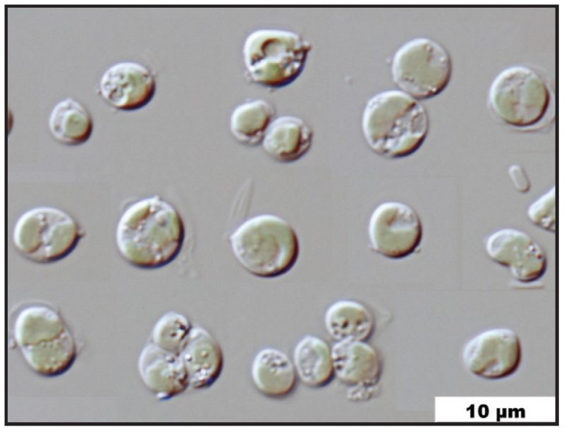 Live algae Nanno. spp.