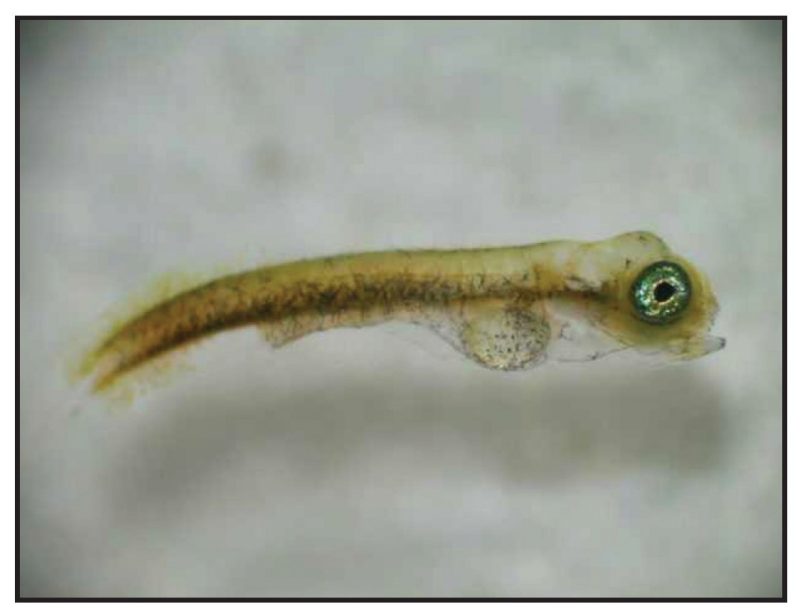 Cobia sac fry.