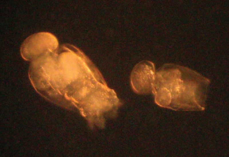 Rotifers.