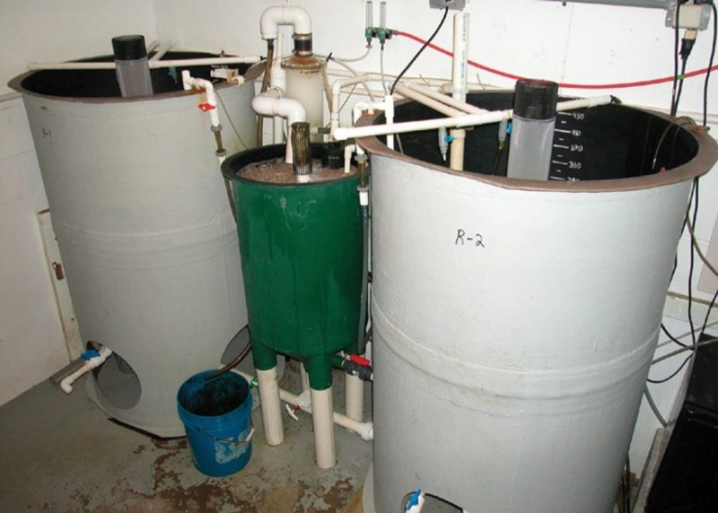 Recirculating rotifer production system.