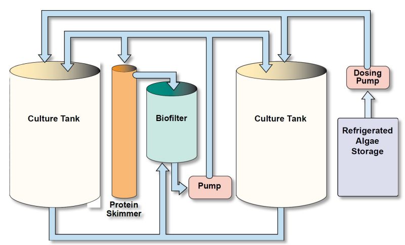 Recirculating rotifer production system.