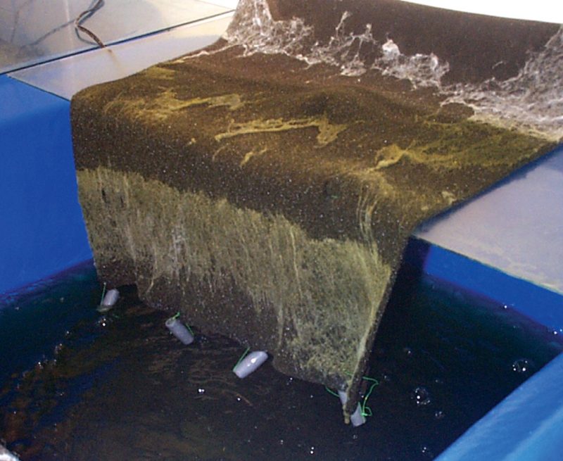 Typical batch culture tank with floc trap pulled out of tank.