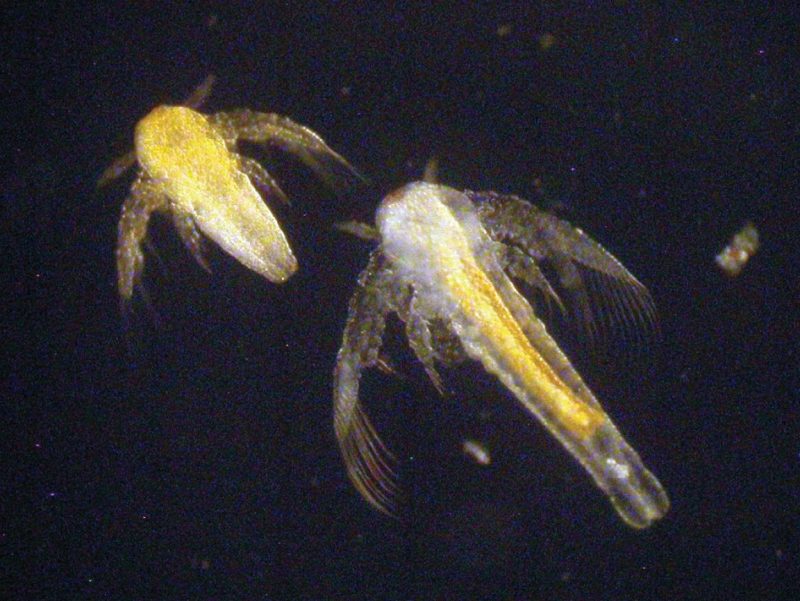 Artemia: just hatched (left), enriched and 24 hours old (right).