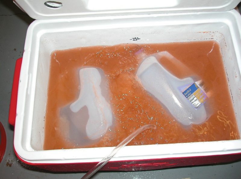 Cold-banked Artemia: ice jugs for temperature control and air line for aeration to keep Artemia suspended.
