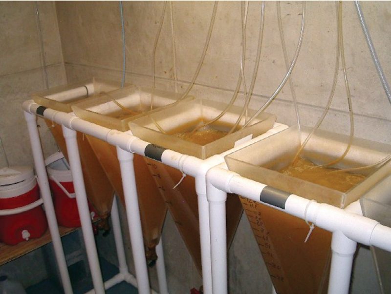 Multiple Artemia enrichment cones: note heavy aeration.