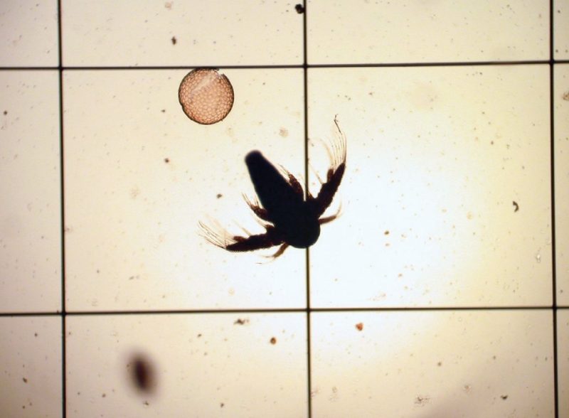 Newly hatched Artemia on Sedgwick rafter counting slide; round object is the cyst the Artemia just hatched from