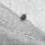 microscope images of Trophont