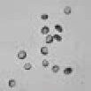 microscope images of Dinospore