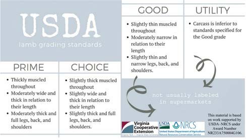 Figure 6. The graphic is divided into sections for each lamb grade: Prime, Choice, Good, and Utility. Prime grade is described as thickly muscled throughout, moderately wide and thick in relation to their length, with moderately thick and full legs, back, and shoulders. Choice grade is slightly thick muscled, moderately wide and thick in similar areas. Good grade is described as slightly thin muscled, moderately narrow in length, and thin in the legs, back, and shoulders. Utility grade, which together with Good is noted as not usually labeled in supermarkets, is described as inferior to the Good grade.