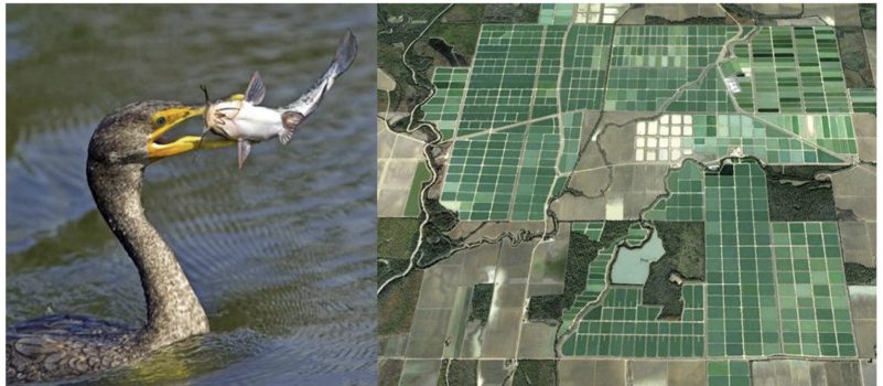 Left: A Cormorant holding a catfish in its mouth. Right: An arial view on fields in Mississippi.