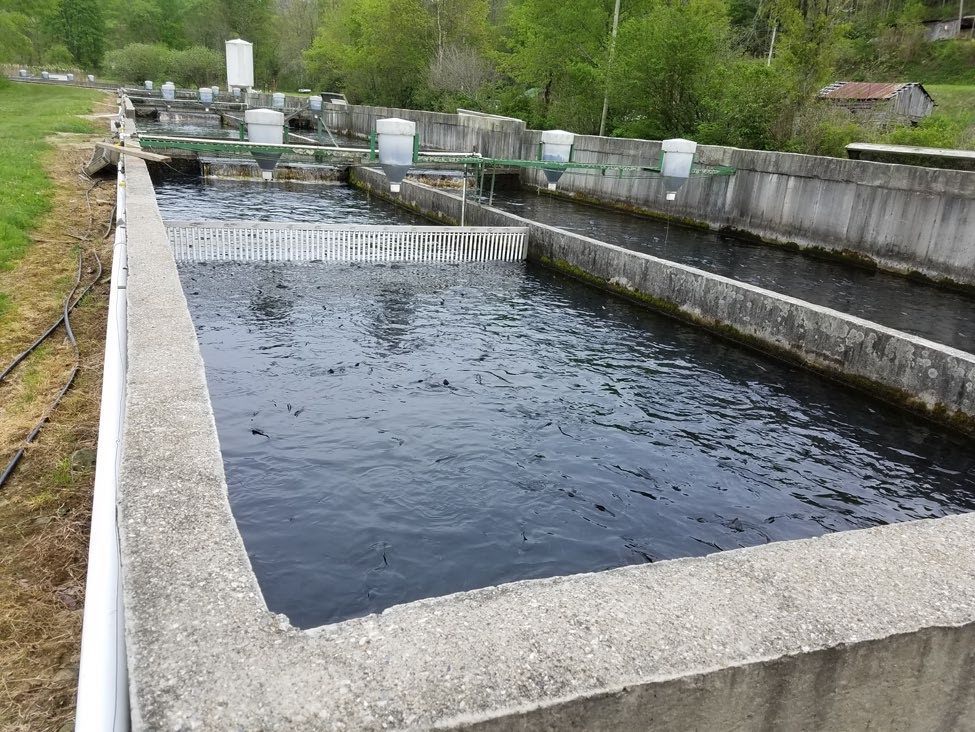 A picture of trout farm