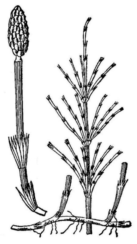 an illustration of horsetail