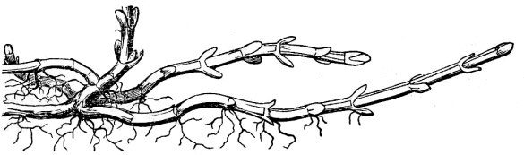 an illustration of stolons of peppermint