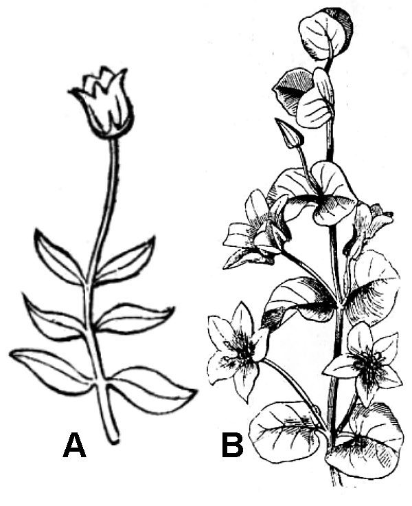 illustrations of solitary flowers