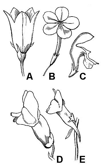 illustrations of flowers with fused corollas