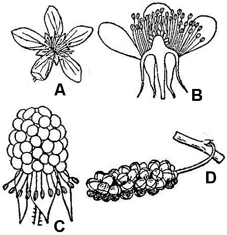 illustrations of aggregate and multiple fruits