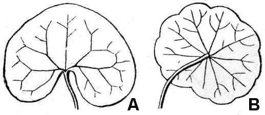 illustrations of leaf blade shape