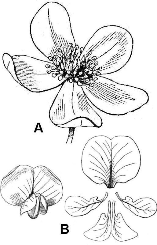 illustrations showing floral symmetry